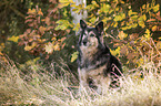 sitting Old German Herding Dog