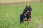 running Old German Herding Dog