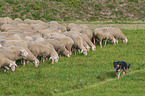 shepherding Old German Herding Dog