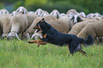 shepherding Old German Herding Dog