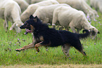 running Old German Herding Dog