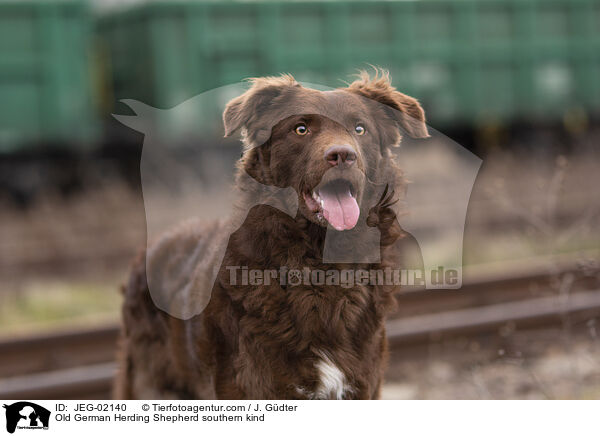 Altdeutscher Htehund Sddeutscher Schlag / Old German Herding Shepherd southern kind / JEG-02140