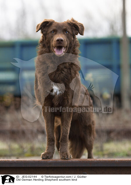 Old German Herding Shepherd southern kind / JEG-02144