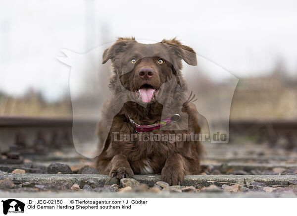 Altdeutscher Htehund Sddeutscher Schlag / Old German Herding Shepherd southern kind / JEG-02150