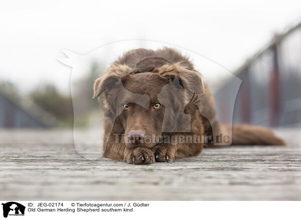 Altdeutscher Htehund Sddeutscher Schlag / Old German Herding Shepherd southern kind / JEG-02174