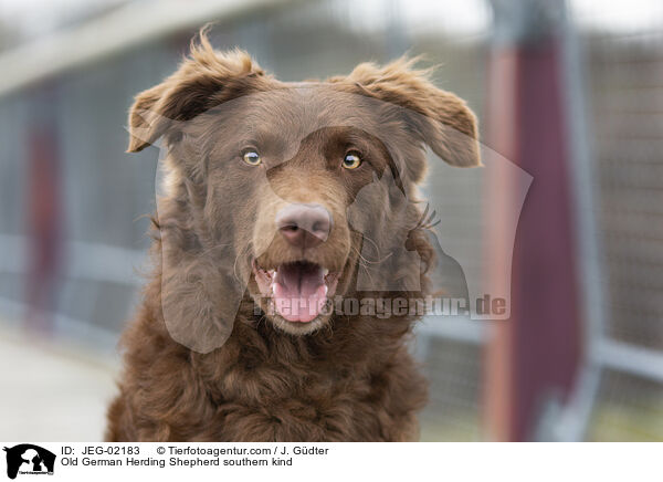 Altdeutscher Htehund Sddeutscher Schlag / Old German Herding Shepherd southern kind / JEG-02183