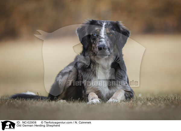 Altdeutscher Htehund / Old German Herding Shepherd / NC-02908