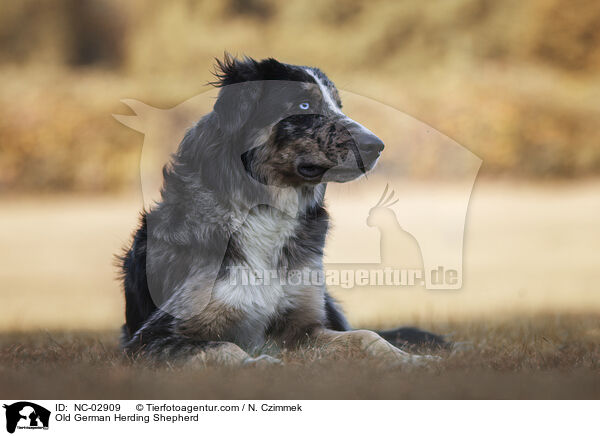 Altdeutscher Htehund / Old German Herding Shepherd / NC-02909