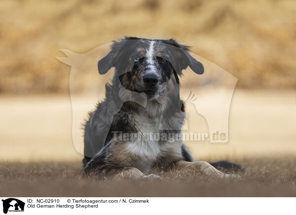 Altdeutscher Htehund / Old German Herding Shepherd / NC-02910