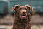 Old German Herding Shepherd southern kind