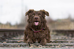 Old German Herding Shepherd southern kind