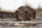 Old German Herding Shepherd southern kind