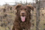 Old German Herding Shepherd southern kind