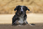 Old German Herding Shepherd