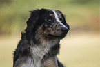 Old German Herding Shepherd