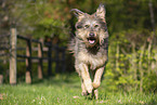Old German Herding Dog