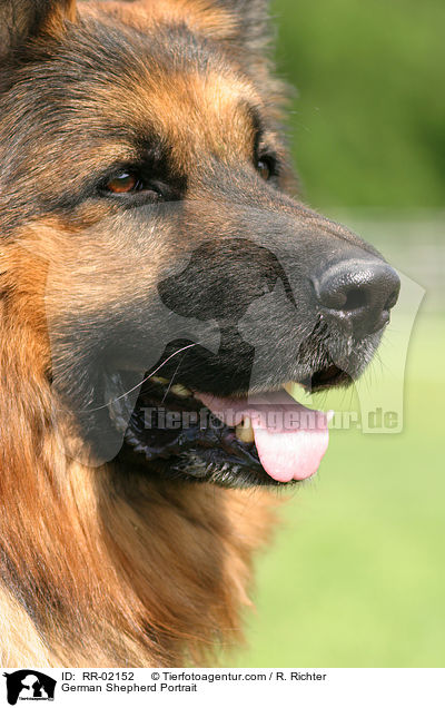 Altdeutscher Schferhund / German Shepherd Portrait / RR-02152