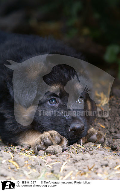 Altdeutscher Schferhund Welpe / old german sheepdog puppy / BS-01527