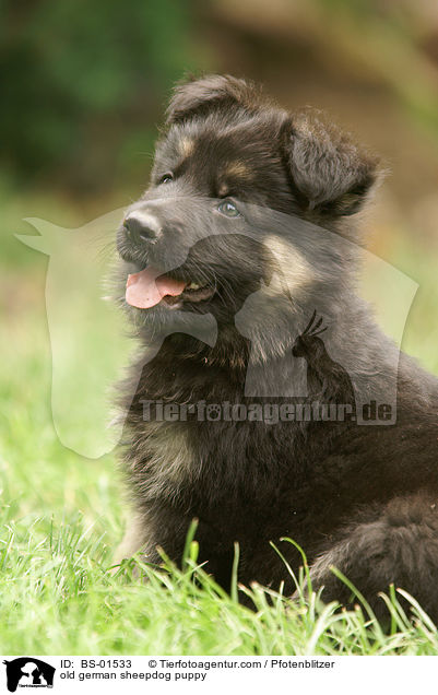 Altdeutscher Schferhund Welpe / old german sheepdog puppy / BS-01533