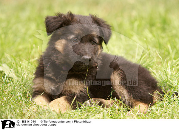 Altdeutscher Schferhund Welpe / old german sheepdog puppy / BS-01540