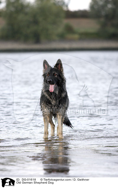 Altdeutscher Schferhund / Old German Shepherd Dog / DG-01618