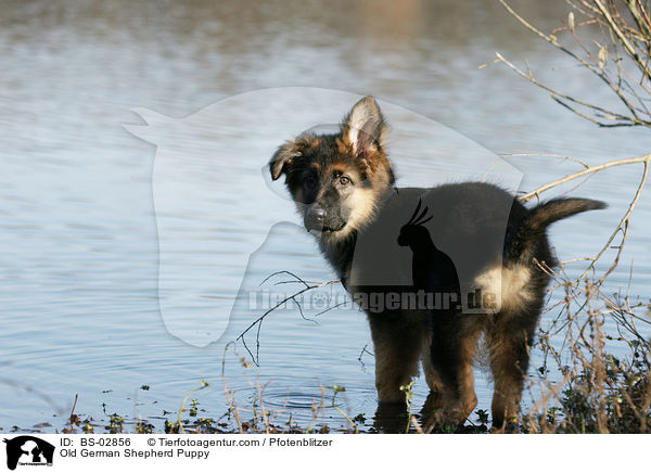 Altdeutscher Schferhund Welpe / Old German Shepherd Puppy / BS-02856