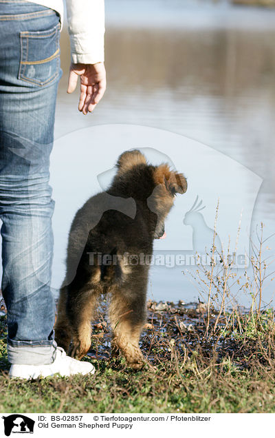 Altdeutscher Schferhund Welpe / Old German Shepherd Puppy / BS-02857