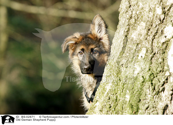 Altdeutscher Schferhund Welpe / Old German Shepherd Puppy / BS-02871