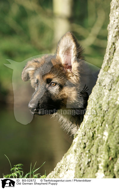 Altdeutscher Schferhund Welpe / Old German Shepherd Puppy / BS-02872