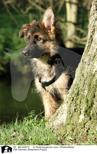 Altdeutscher Schferhund Welpe / Old German Shepherd Puppy / BS-02873