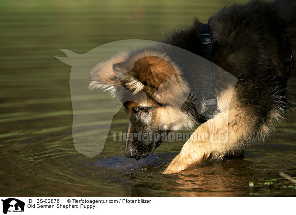 Altdeutscher Schferhund Welpe / Old German Shepherd Puppy / BS-02876