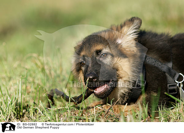 Altdeutscher Schferhund Welpe / Old German Shepherd Puppy / BS-02882