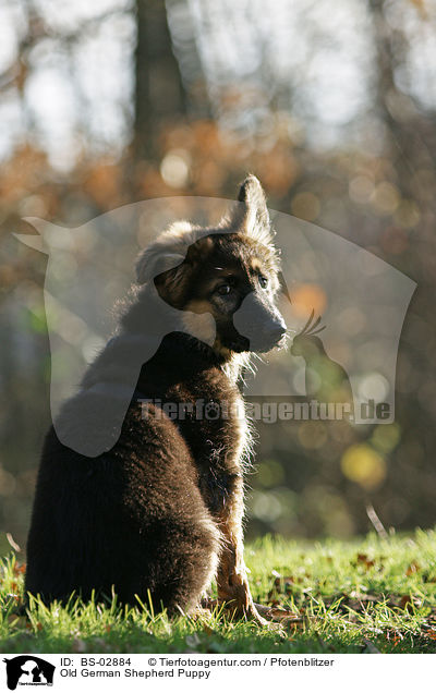 Altdeutscher Schferhund Welpe / Old German Shepherd Puppy / BS-02884