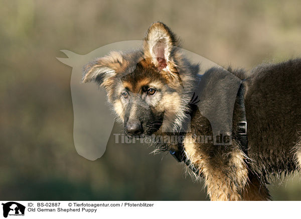 Altdeutscher Schferhund Welpe / Old German Shepherd Puppy / BS-02887