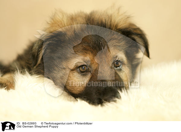 Altdeutscher Schferhund Welpe / Old German Shepherd Puppy / BS-02893