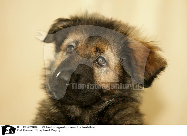 Altdeutscher Schferhund Welpe / Old German Shepherd Puppy / BS-02894