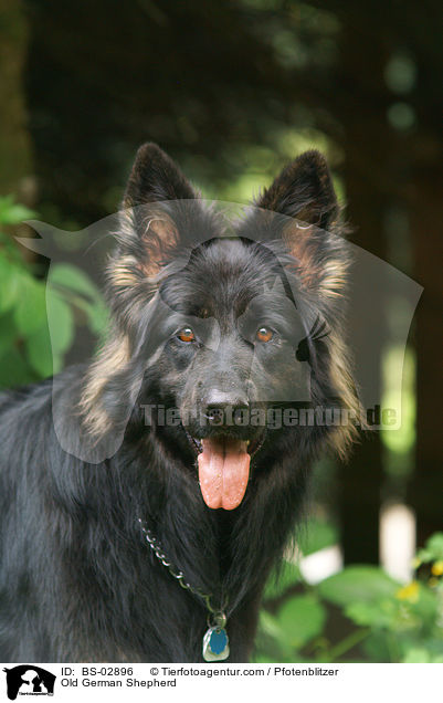 Altdeutscher Schferhund / Old German Shepherd / BS-02896