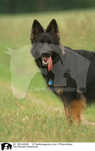 Altdeutscher Schferhund / Old German Shepherd / BS-02900