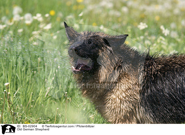 Altdeutscher Schferhund / Old German Shepherd / BS-02904