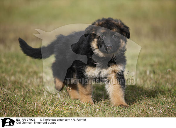 Altdeutscher Schferhund Welpe / Old German Shepherd puppy / RR-27928