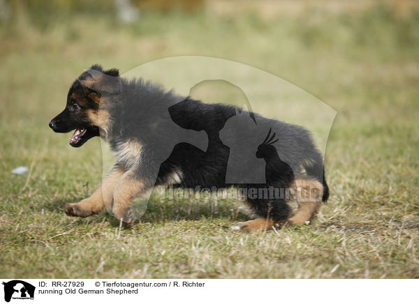 rennender Altdeutscher Schferhund / running Old German Shepherd / RR-27929