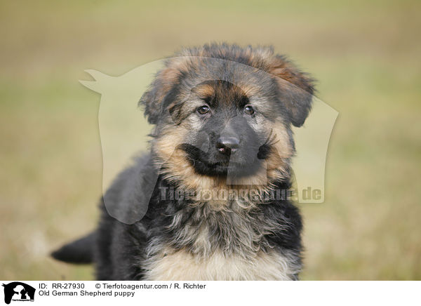 Altdeutscher Schferhund Welpe / Old German Shepherd puppy / RR-27930