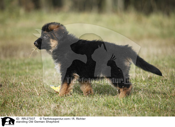 stehender Altdeutscher Schferhund / standing Old German Shepherd / RR-27937