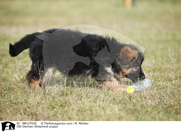 Altdeutscher Schferhund Welpe / Old German Shepherd puppy / RR-27939
