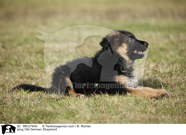 liegender Altdeutscher Schferhund / lying Old German Shepherd / RR-27940
