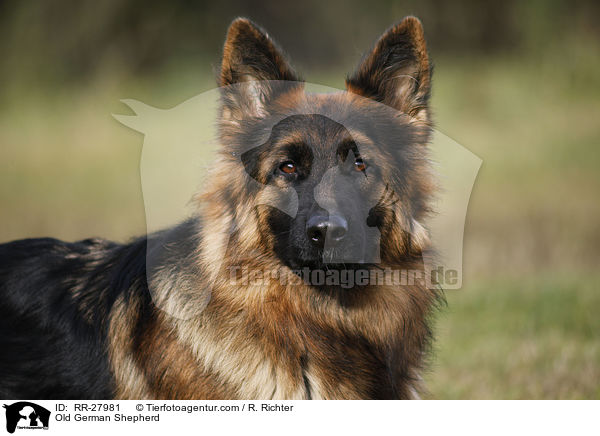 Altdeutscher Schferhund / Old German Shepherd / RR-27981