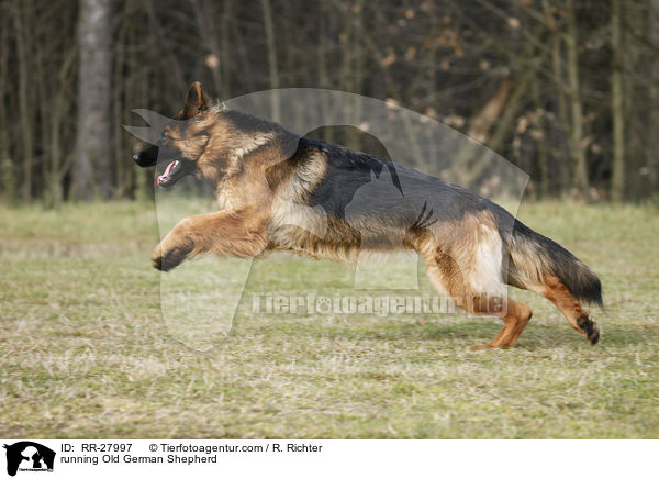 rennender Altdeutscher Schferhund / running Old German Shepherd / RR-27997