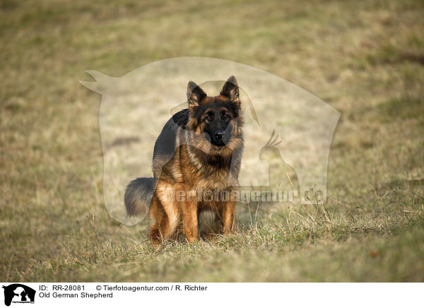 Altdeutscher Schferhund / Old German Shepherd / RR-28081