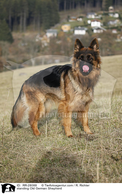stehender Altdeutscher Schferhund / standing Old German Shepherd / RR-28088