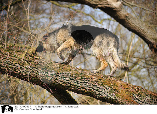 Altdeutscher Schferhund / Old German Shepherd / YJ-02537